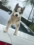 Kare Mai Tsarki na Siberian Husky (Mace, watanni 1-3) - 2