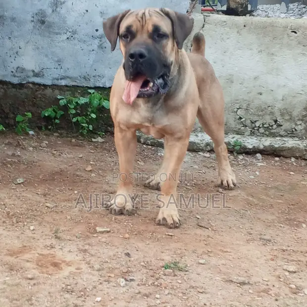 Purebred Boerboel Male, 1+ Year Old - 1
