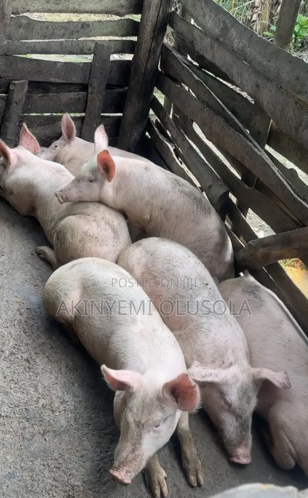 Pure Landrace and Large White Pigs (40kg+) - 1