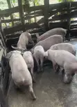 Pure Landrace and Large White Pigs (40kg+) - 2