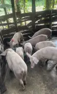 Pure Landrace and Large White Pigs (40kg+) - 3