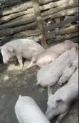 Pure Landrace and Large White Pigs (40kg+) - 4