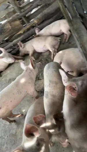 Pure Landrace and Large White Pigs (40kg+)