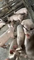 Pure Landrace and Large White Pigs (40kg+) - 5
