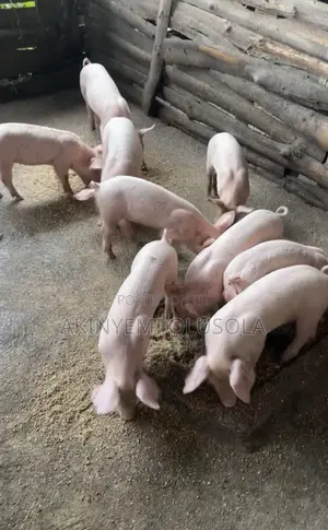 Pure Landrace Weaners