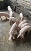 Pure Landrace Weaners - 1