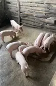 Pure Landrace Weaners - 2
