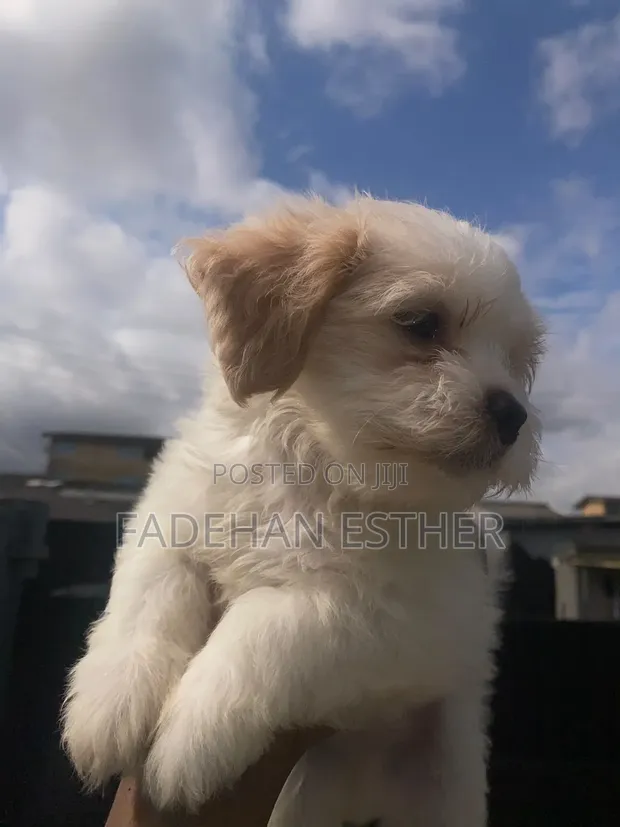 1-3 Month Old Female Purebred Lhasa Apso Puppy - 1