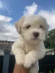 1-3 Month Old Female Purebred Lhasa Apso Puppy - 2