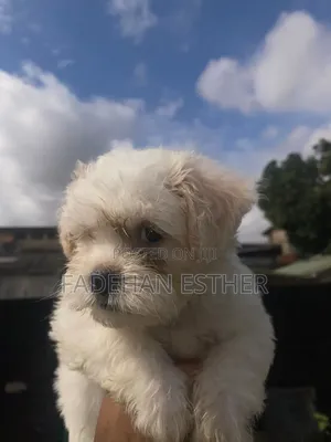 1-3 Month Old Female Purebred Lhasa Apso Puppy
