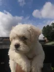 1-3 Month Old Female Purebred Lhasa Apso Puppy - 3