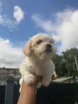 1-3 Month Old Female Purebred Lhasa Apso Puppy - 4