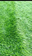 Artificial Grass/Turf na Cikin Gida da Waje - 1
