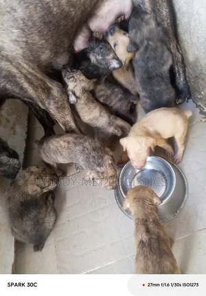 Purebred Boerboel Puppy - Male, 0-1 Month