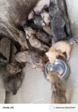 Dan Jariri na Boerboel - Namiji, 0-1 Wata - 4