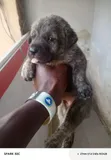 Dan Jariri na Boerboel - Namiji, 0-1 Wata - 5