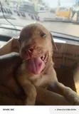 Purebred Boerboel Puppy - Female, 0-1 Month - 1