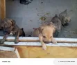 Purebred Boerboel Puppy - Female, 0-1 Month - 4