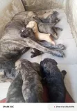 Purebred Boerboel Puppy - Female, 0-1 Month - 5
