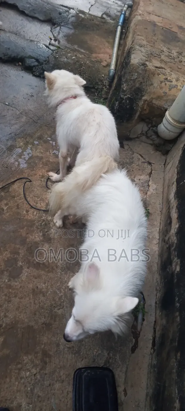 1+ Year Old Female Purebred American Eskimo - 1