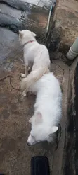 1+ Year Old Female Purebred American Eskimo - 1