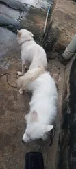 1+ Year Old Female Purebred American Eskimo - 2