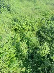 2,632sqm Residential Land for Sale in Guzape Main, Abuja - 1