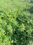2,632sqm Residential Land for Sale in Guzape Main, Abuja - 2