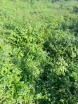 Filin Zama na 3,475sqm a Asokoro, Abuja - 2