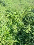 Filin Zama na 3,475sqm a Asokoro, Abuja - 3