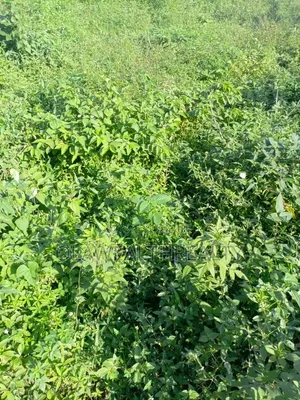 1 Hectare Mixed-Use Land for Sale in Kubwa