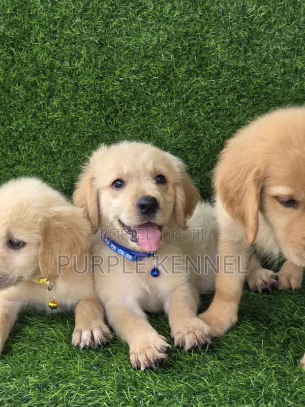 Yar Kura Mai Tsarki (Golden Retriever) Mace (Wata 1-3) - 1