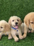 Yar Kura Mai Tsarki (Golden Retriever) Mace (Wata 1-3) - 1