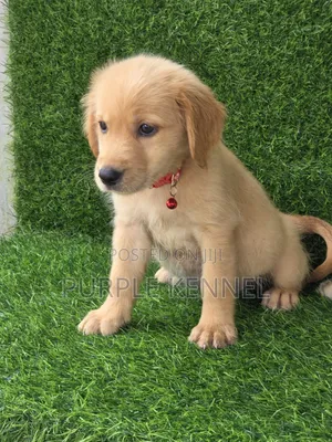 Female Purebred Golden Retriever Puppy (1-3 Months)