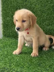 Yar Kura Mai Tsarki (Golden Retriever) Mace (Wata 1-3) - 2