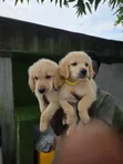 Yar Kura Mai Tsarki (Golden Retriever) Mace (Wata 1-3) - 3