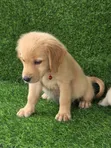 Yar Kura Mai Tsarki (Golden Retriever) Mace (Wata 1-3) - 4