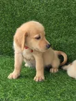 Yar Kura Mai Tsarki (Golden Retriever) Mace (Wata 1-3) - 5