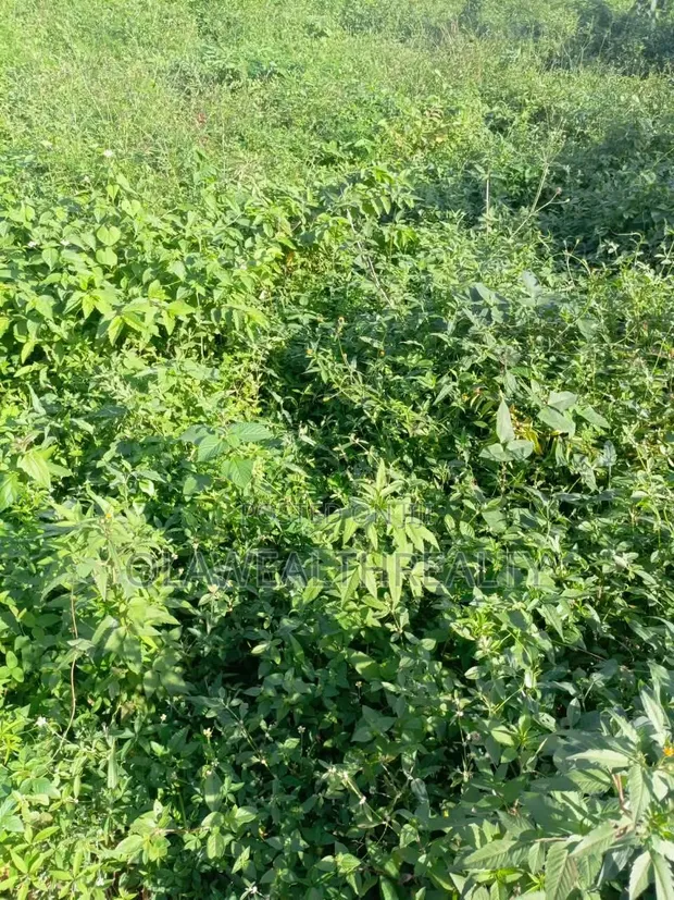 1000sqm Residential Land at NafValley Estate, Asokoro - 1