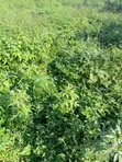 1000sqm Residential Land at NafValley Estate, Asokoro - 1