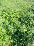 1000sqm Residential Land at NafValley Estate, Asokoro - 2