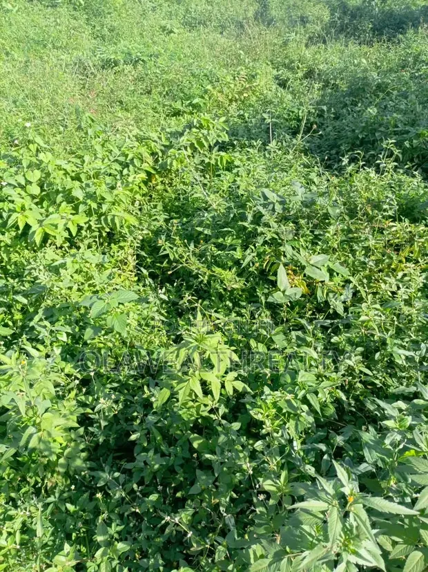 2 Hectares Residential Land at Wasa Phase 1 - 1