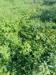 2 Hectares Residential Land at Wasa Phase 1 - 1