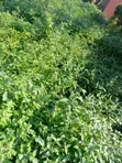 2 Hectares Residential Land at Wasa Phase 1 - 2