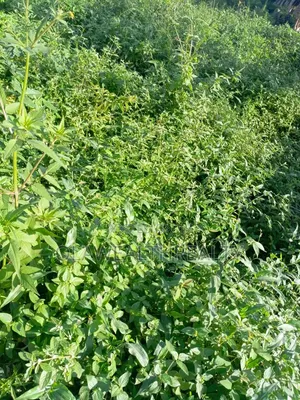 1,800sqm Residential Land for Sale in Kaura District, Abuja
