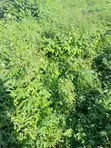1,800sqm Residential Land for Sale in Kaura District, Abuja - 2