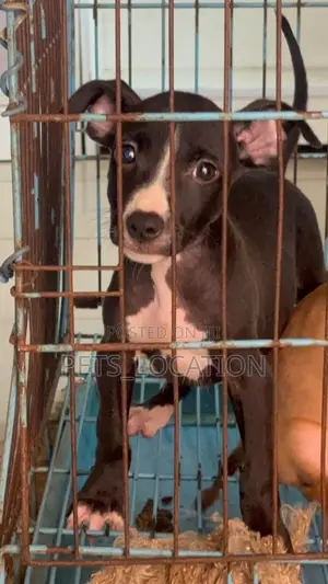 1-3 Months Male Purebred American Pit Bull Terrier Puppies