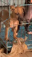 1-3 Months Male Purebred American Pit Bull Terrier Puppies - 2