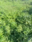 Filin Zama na 2,400sqm don Siyarwa a Utako, Abuja - 2