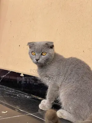 Purebred Female Scottish Fold Kitten (3-6 Months)